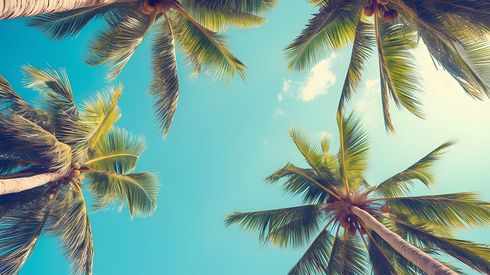 palm trees and sky